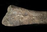 Camptosaurus Tibia w/ Stand - Bone Cabin Quarry #14733-3